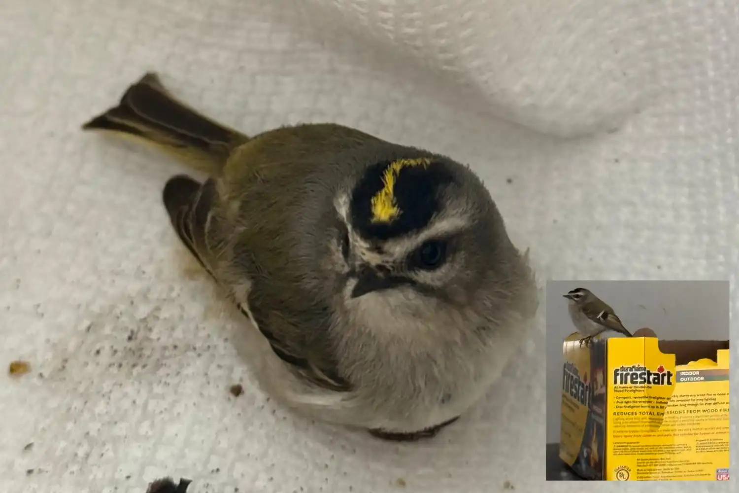 Bir Canın Peşinde…